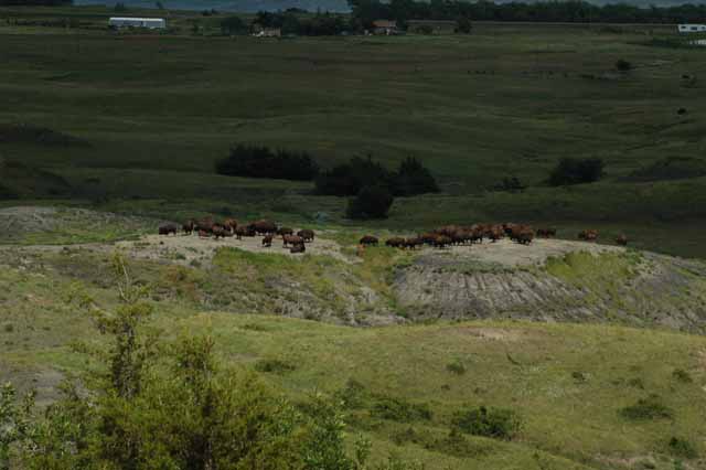 buffalo herd on the Crow Indian Reservation